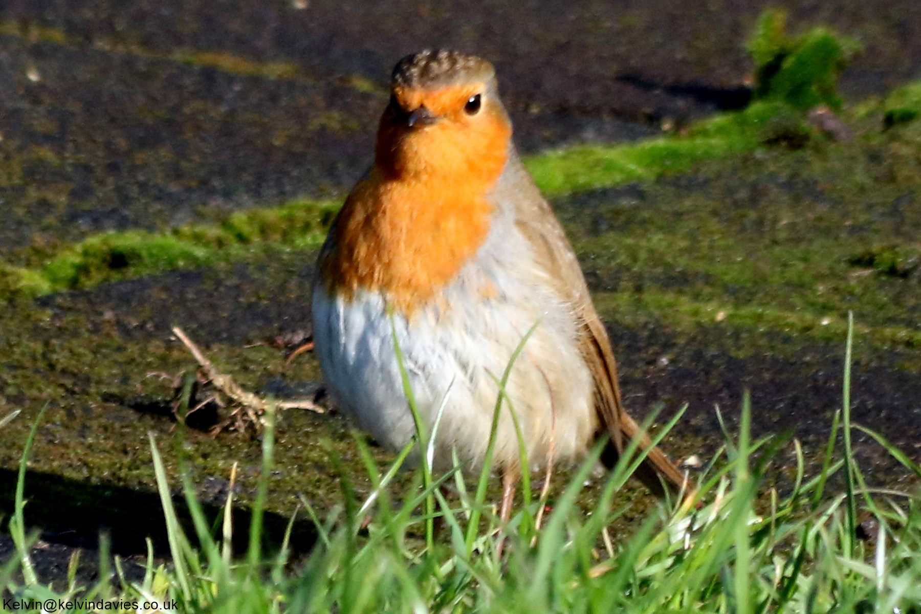 Robin