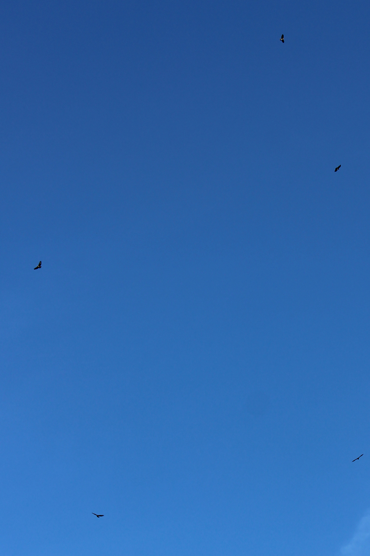 Buzzards at Heathrow