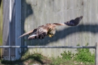 Red Kite 3