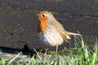 Robin (profile)