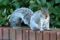 Early Squirrel
